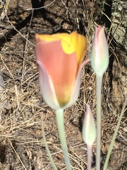 Calochortus concolor
