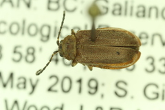 Galerucella nymphaeae