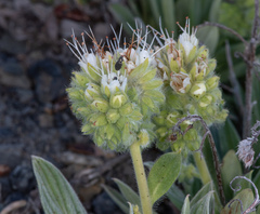 Phacelia corymbosa