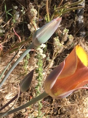 Calochortus concolor