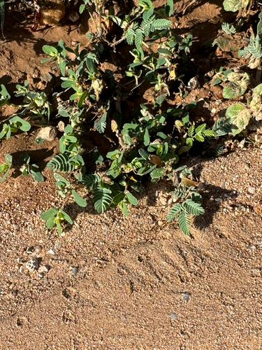 Image of Euphorbia serrula by (c) CK2AZ, some rights reserved (CC BY)