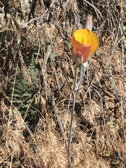 Calochortus concolor
