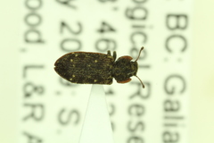 Namunaria pacifica