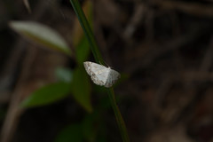 Scopula propinquaria