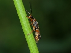 Cantharis flavilabris