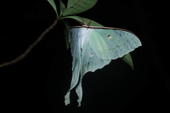 Actias