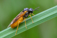 Selandria melanosterna