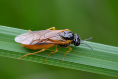 Selandria melanosterna