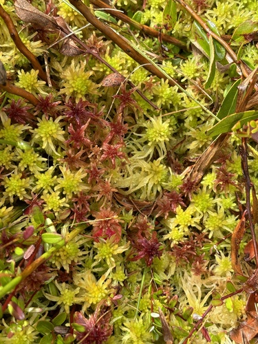 Image of Sphagnum angustifolium by no rights reserved