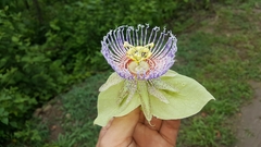 Passiflora platyloba
