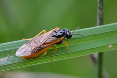 Selandria melanosterna