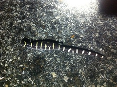 Ambystoma annulatum