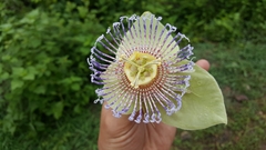 Passiflora platyloba