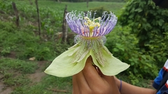 Passiflora platyloba