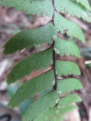 Adiantum fulvum