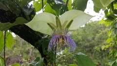Passiflora platyloba
