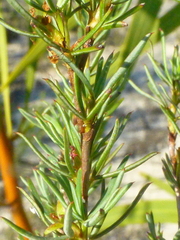 Cliffortia filifolia