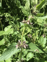 Stachys alpina