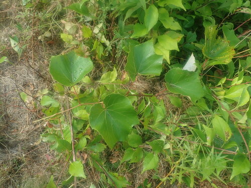 Image of Vitis labrusca by no rights reserved