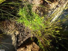 Osteospermum spinosum