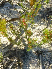 Cliffortia filifolia