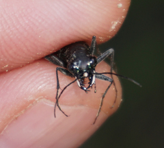 Dromochorus belfragei