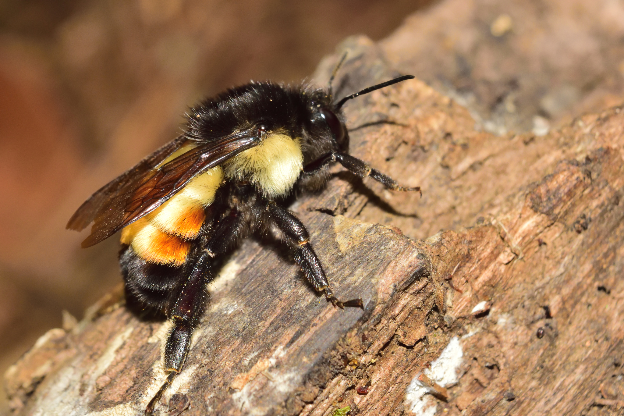 最強 プレベ用 アッセンブリ/ Bumble Bee (受注生産)(在庫3) Mesoamerican Bumble Bee (Bombus ephippiatus) · iNaturalist