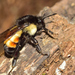 Mesoamerican Bumble Bee - Photo (c) Ricardo Arredondo T., some rights reserved (CC BY-NC)
