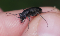 Dromochorus belfragei