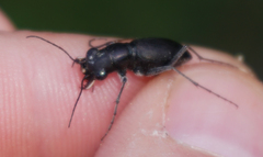 Dromochorus belfragei