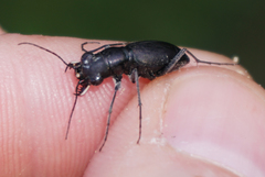 Dromochorus belfragei