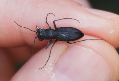 Dromochorus belfragei