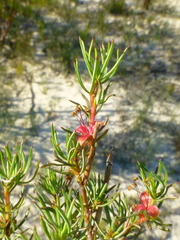 Cliffortia filifolia