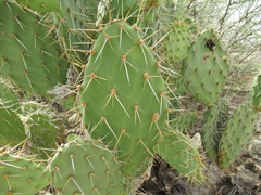 Opuntia caracassana