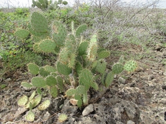 Opuntia caracassana