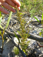 Cliffortia filifolia