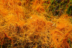 Cuscuta pacifica