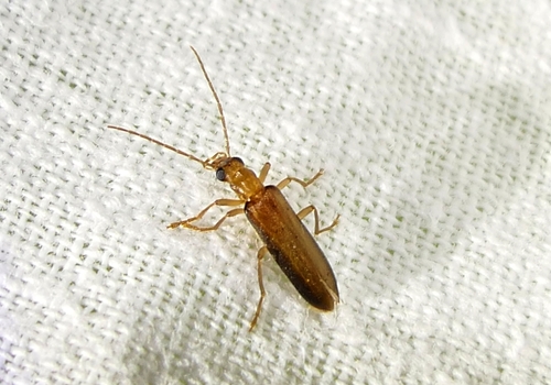 Nacerdes raymondi