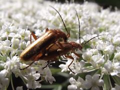Rhagonycha nigritarsis
