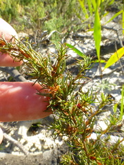 Cliffortia filifolia