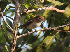 Vireo bairdi