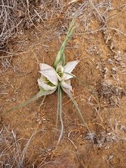 Colchicum melanthoides