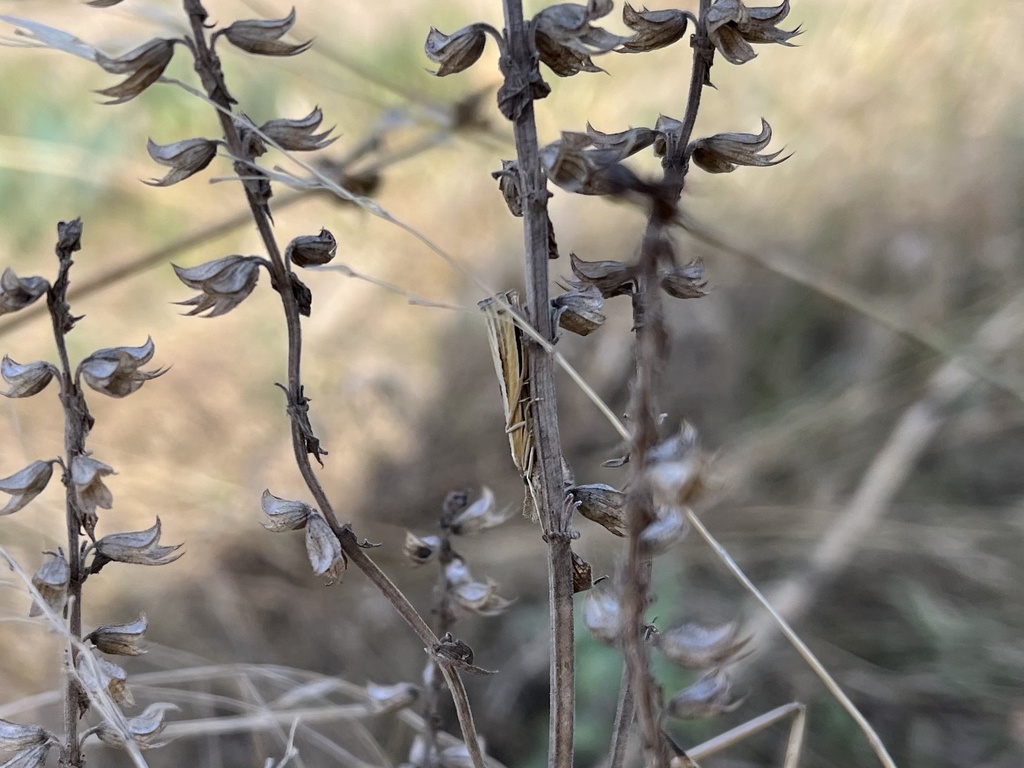 Agriphila deliella