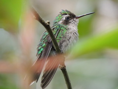 Cynanthus forficatus