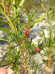 Cliffortia filifolia