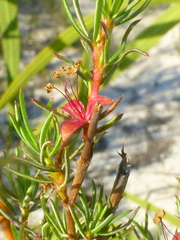 Cliffortia filifolia
