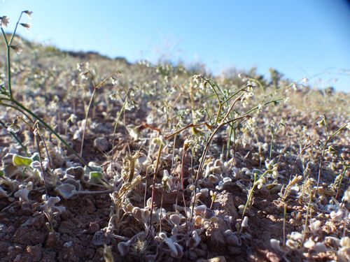 Eriogonum deflexum var. nevadense
