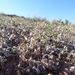Nevada Flatcrown Buckwheat - Photo (c) Amelia Ryan, some rights reserved (CC BY-NC), uploaded by Amelia Ryan