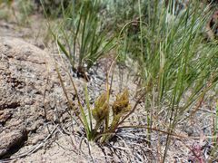Carex douglasii