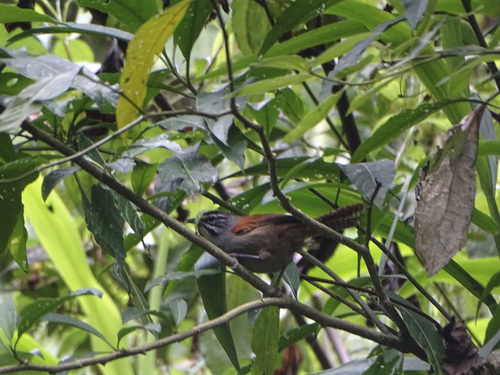 Pheugopedius mystacalis
